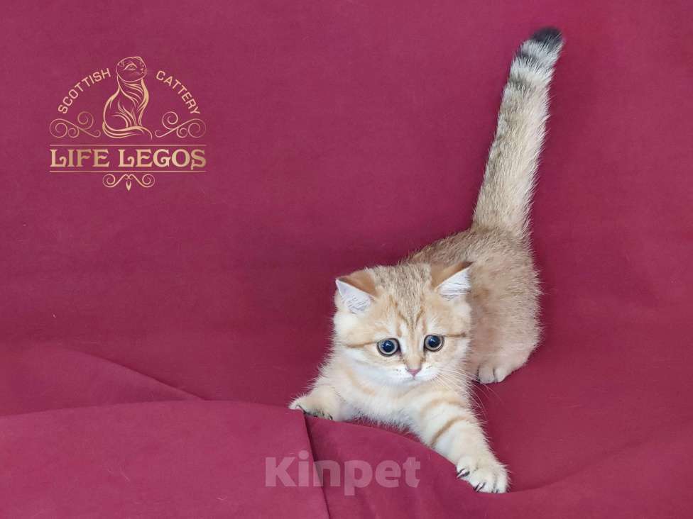 Кошки в Москве: Шотландский котёнок золотая шиншилла Мальчик, Бесплатно - фото 10