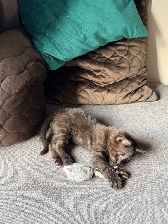 Кошки в Калининграде: Котик  РЕДКОГО шоколадного окраса!!! Мальчик, Бесплатно - фото 4