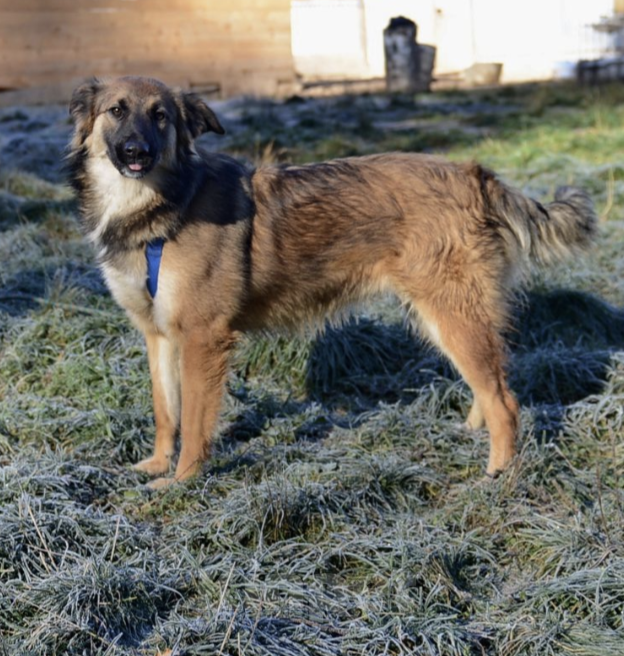 Собаки в Москве: Энжи Девочка, Бесплатно - фото 3