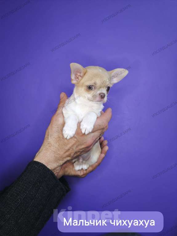 Собаки в Москве: Мини мальчик с лиловым носиком Мальчик, 40 000 руб. - фото 4