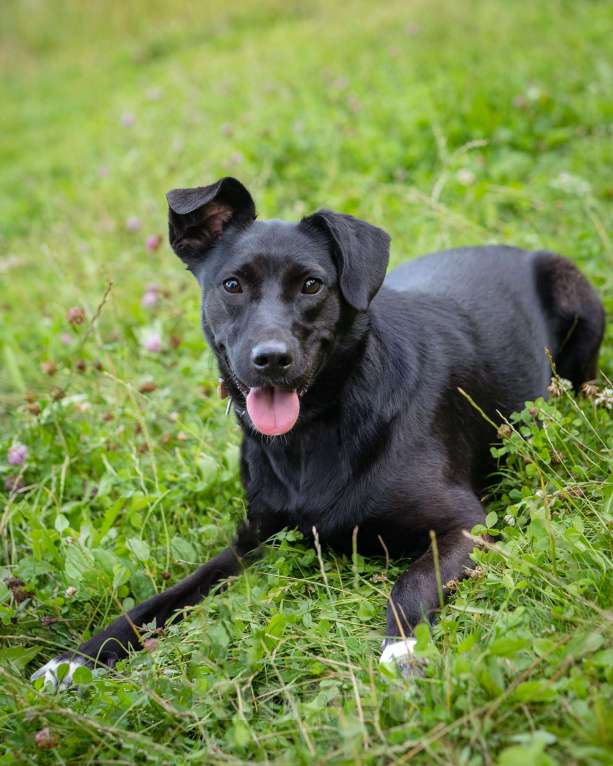 Собаки в Москве: Девочка в добрые руки Девочка, Бесплатно - фото 9