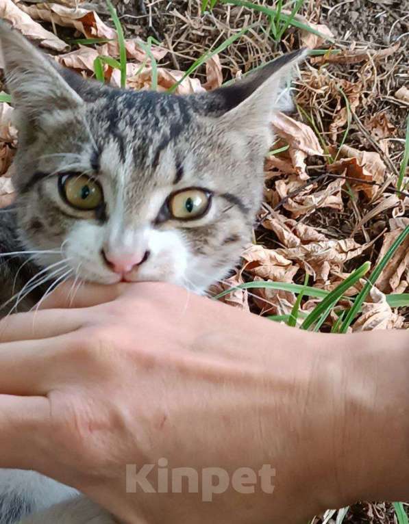 Кошки в Москве: Ищут дом трое котят. Мальчик, Бесплатно - фото 4