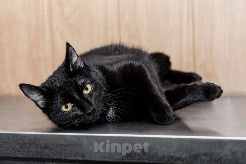 Кошки в Москве: Красавица Мята ищет дом Девочка, 99 руб. - фото 5