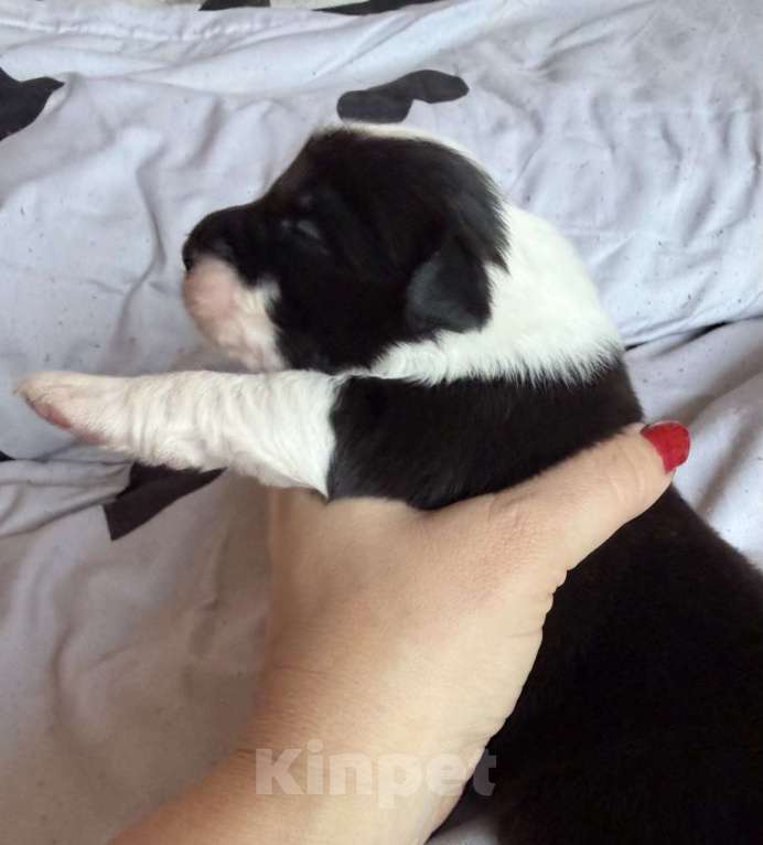 Собаки в других городах Новосибирской области: Щенки австралийской овчарки Мальчик, Бесплатно - фото 8