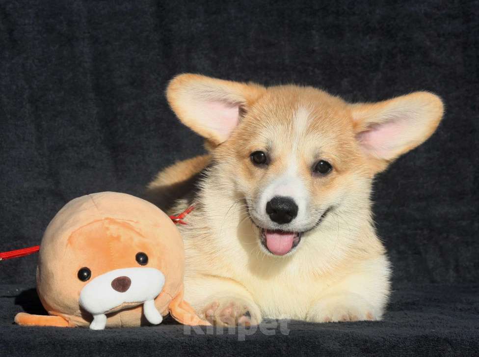 Собаки в Москве: Щенки вельш корги. Девочка, 65 000 руб. - фото 2