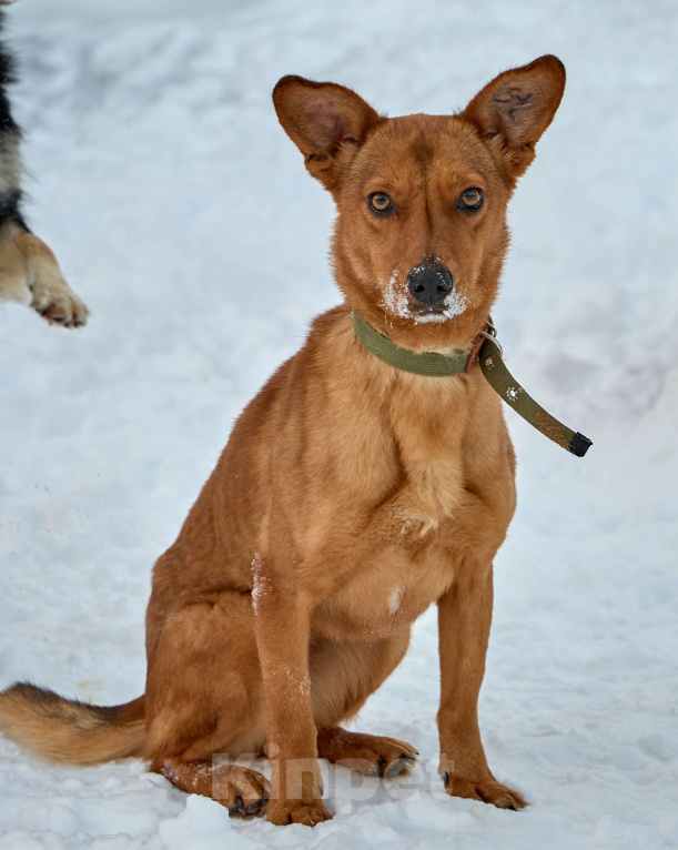 Собаки в Москве: Рыжее солнышко ВИНКИ ищет семью Девочка, 10 руб. - фото 4
