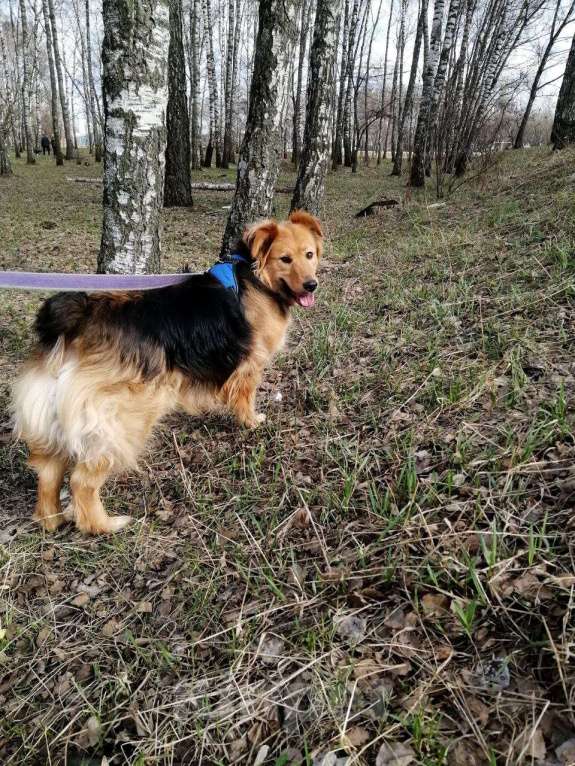 Собаки в Москве: Мотя-трехлапик в Хорошие руки! Девочка, Бесплатно - фото 7