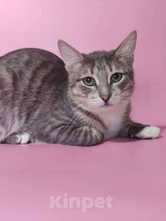 Кошки в Москве: Котёнок домой Мальчик, Бесплатно - фото 5