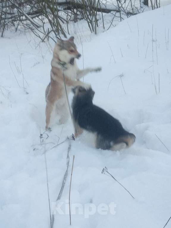 Собаки в Санкт-Петербурге: Удивительное сочетание силы и доброты Девочка, 500 руб. - фото 3
