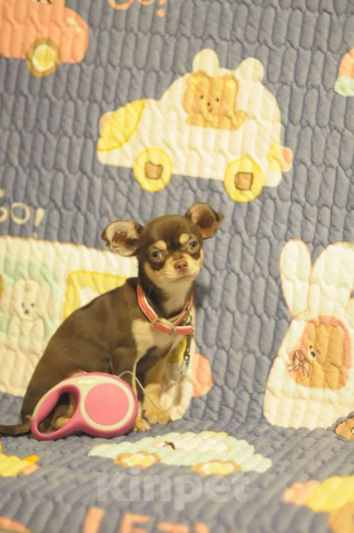 Собаки в Екатеринбурге: Чудо как хороши наши малыши Девочка, Бесплатно - фото 2