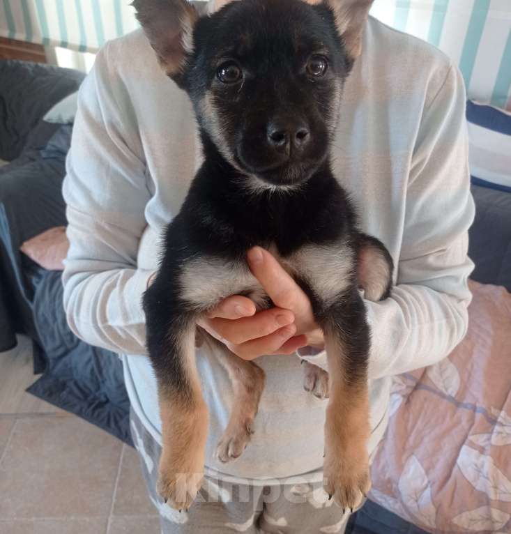 Собаки в Москве: Отдадим в хорошие руки Мальчик, 1 руб. - фото 3