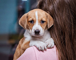 Собаки в Москве: Щенок-девочка, рыжая красотка в дар Девочка, 1 руб. - фото 8