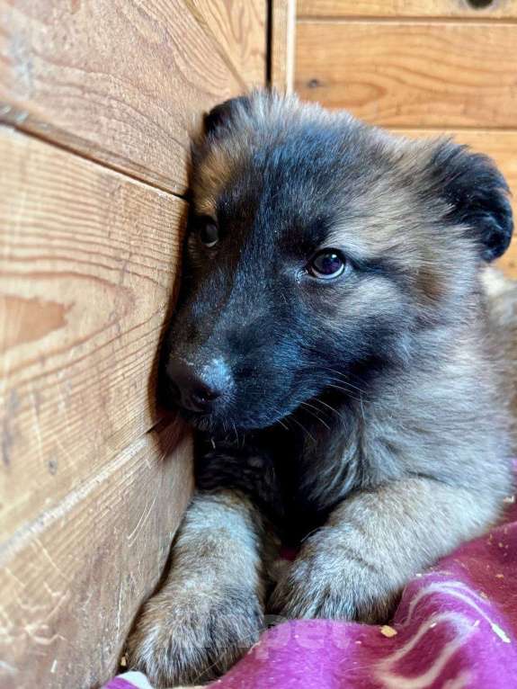 Собаки в Люберцах: Девочка в добрые руки  Девочка, Бесплатно - фото 2