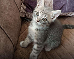 Кошки в Махачкале: Котенок Девочка, Бесплатно - фото 1