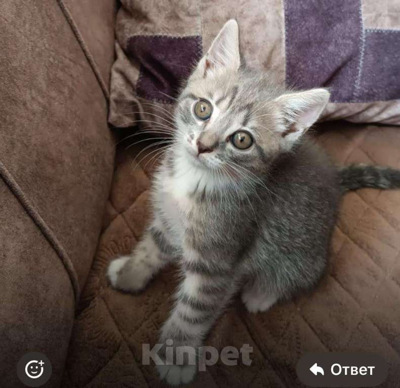 Кошки в Махачкале: Котенок Девочка, Бесплатно - фото 1