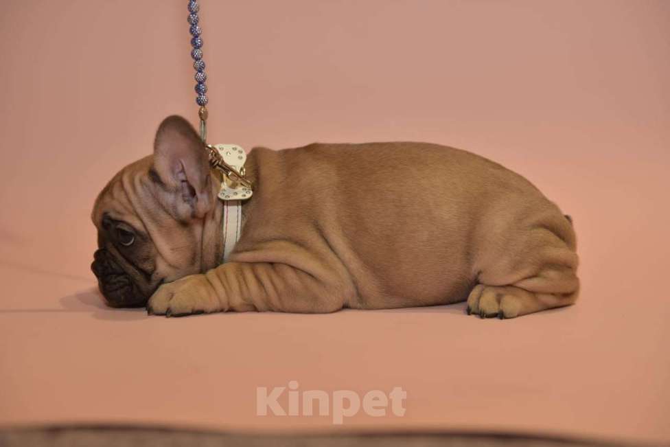 Собаки в Москве: Мальчик французского бульдога  Мальчик, 50 000 руб. - фото 8