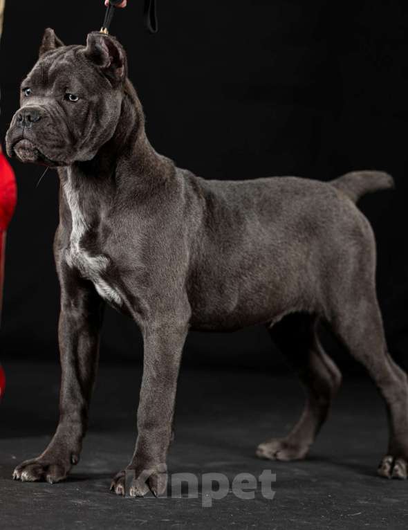 Собаки в Самаре: Кане-корсо Маленький брутал Мальчик, 140 000 руб. - фото 2