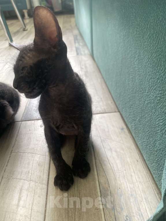 Кошки в Сочи: Продаются котята сфинкс Браш Девочка, 10 000 руб. - фото 3