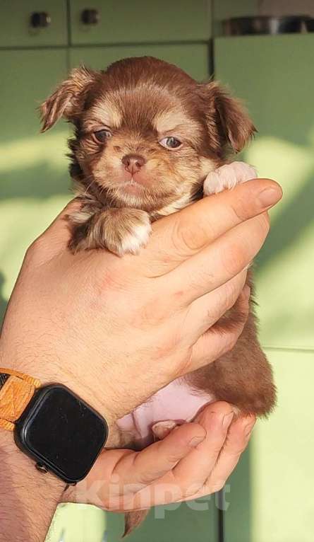 Собаки в Саратове: Малыши Чихуахуа Мальчик, 40 000 руб. - фото 1