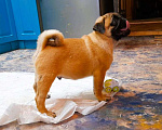Собаки в Раменском: Мопс-абрикос 3 месяца Мальчик, 40 000 руб. - фото 2