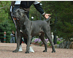 Собаки в Симферополе: Кобель Кане Корсо для вязки Мальчик, 1 000 руб. - фото 2