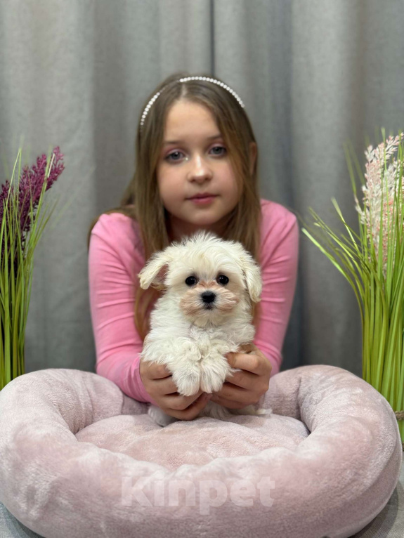 Собаки в Москве: Мальтипу мальчик 2 Мальчик, 150 000 руб. - фото 5