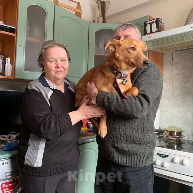 Собаки в Санкт-Петербурге: Милый, домашний пёсик с пушистым хвостом Мальчик, Бесплатно - фото 3