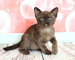 Кошки в Москве: Бурма котята из питомника Девочка, 90 000 руб. - фото 4