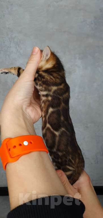 Кошки в Ставрополе: Бенгальские котята Мальчик, 40 000 руб. - фото 8