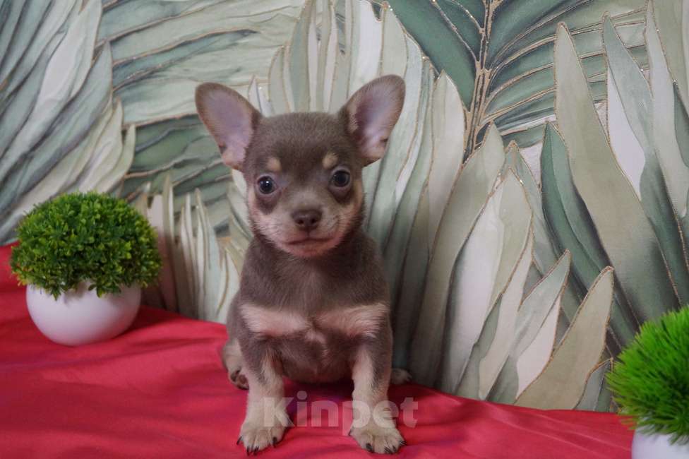 Собаки в Москве: Мальчик чихуа Мальчик, 35 000 руб. - фото 2