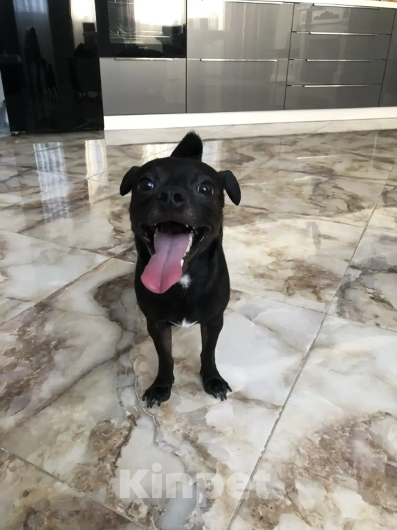 Собаки в Краснодаре: Отдам в добрые руки собачку Мальчик, Бесплатно - фото 7