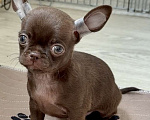 Собаки в Санкт-Петербурге: Шоколадный мальчик чихуахуа Мальчик, 30 000 руб. - фото 1
