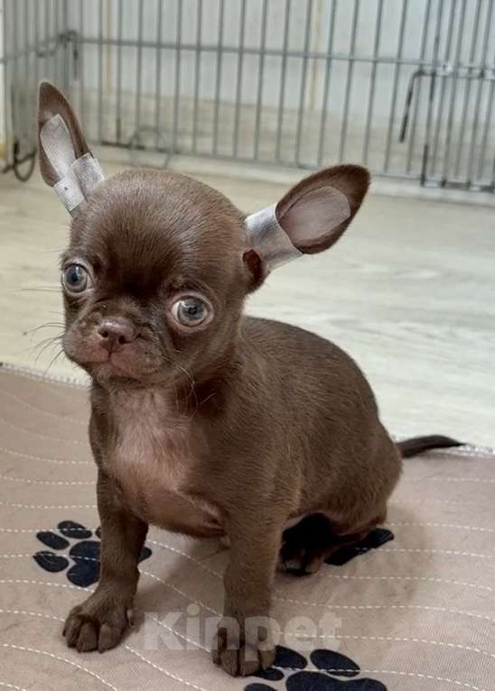 Собаки в Санкт-Петербурге: Шоколадный мальчик чихуахуа Мальчик, 30 000 руб. - фото 1