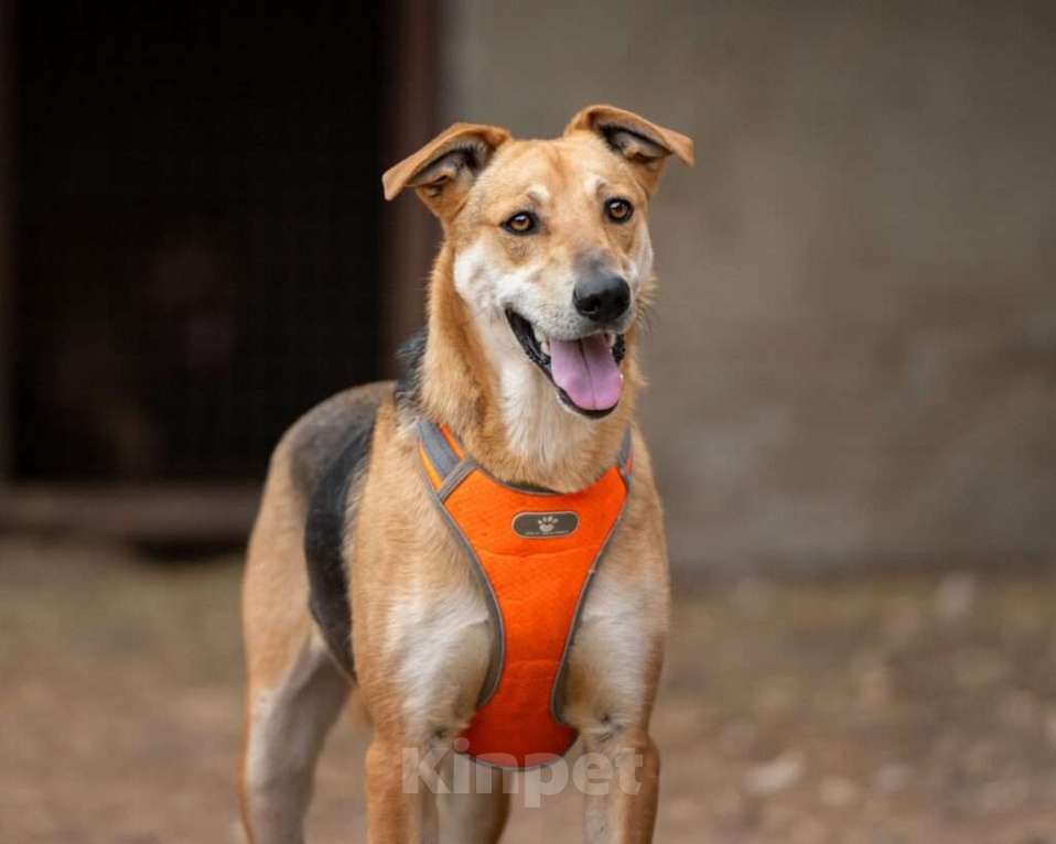 Собаки в Москве: Очаровательный Рональдо ищет дом Мальчик, Бесплатно - фото 1