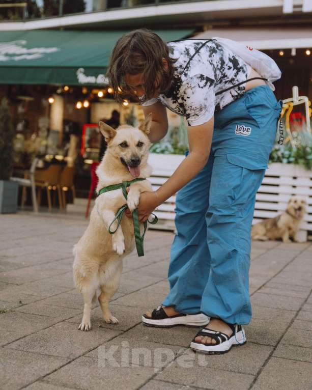 Собаки в других городах Краснодарского края: Метис корги и сиба-ину в дар с доставкой Девочка, Бесплатно - фото 5