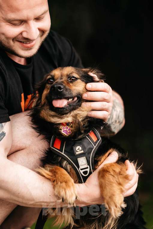 Собаки в Москве: Маленькая пушистая собачка Афелия в дар Девочка, 1 руб. - фото 6