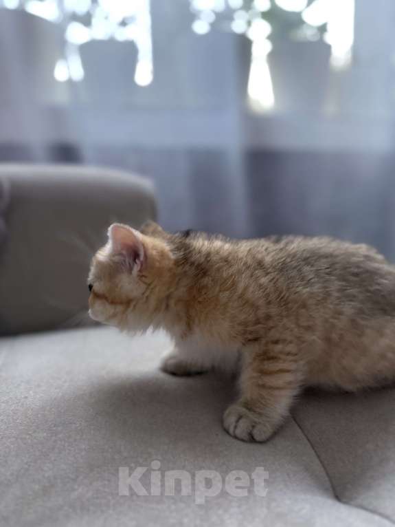 Кошки в Мытищах: Малыш Мальчик, 25 000 руб. - фото 4