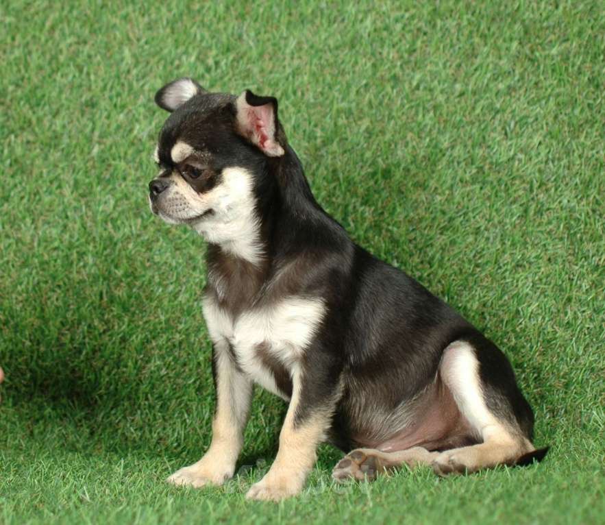 Собаки в Москве: Мальчик чихуахуа Мальчик, 14 000 руб. - фото 3