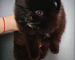Собаки в Москве: Померанский шпиц черный мини мальчик Мальчик, 23 000 руб. - фото 2