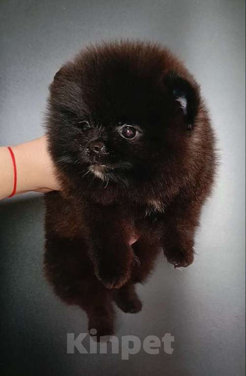 Собаки в Москве: Померанский шпиц черный мини мальчик Мальчик, 23 000 руб. - фото 2