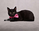 Кошки в Москве: Ласковый и игривый черный котенок-подросток Степа в добрые руки Мальчик, 10 руб. - фото 2