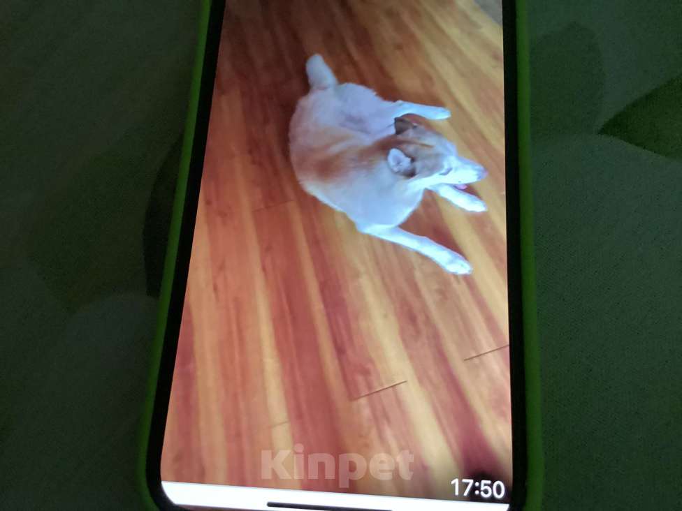 Собаки в других городах Московской области: Найдена собака хаски  Мальчик, Бесплатно - фото 2