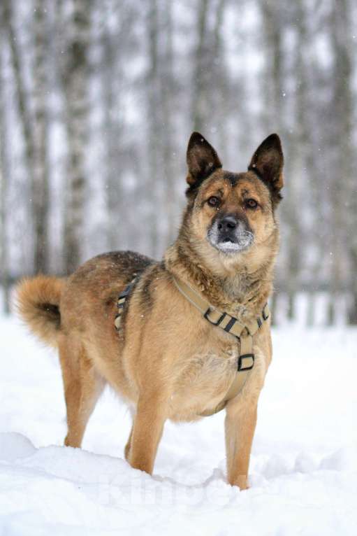 Собаки в Москве: Твист Мальчик, Бесплатно - фото 7