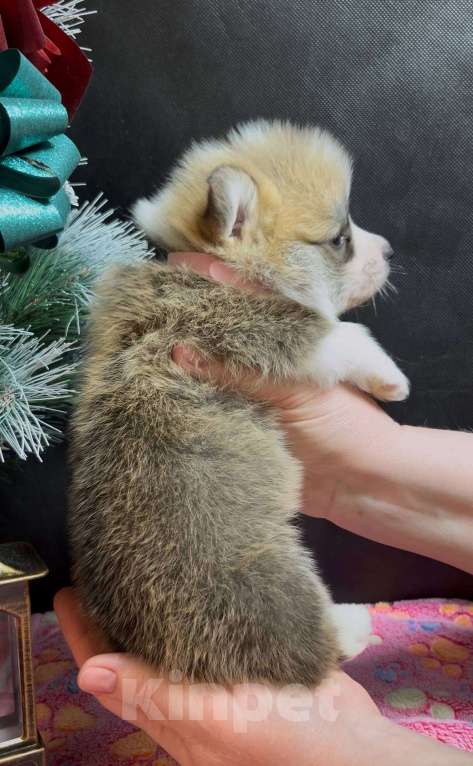 Собаки в Москве: Вельш корги пемброк мальчик без хвостика  Мальчик, 60 000 руб. - фото 8