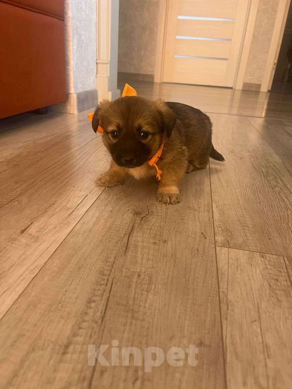 Собаки в других городах Башкортостана: Щеноки Девочка, Бесплатно - фото 8