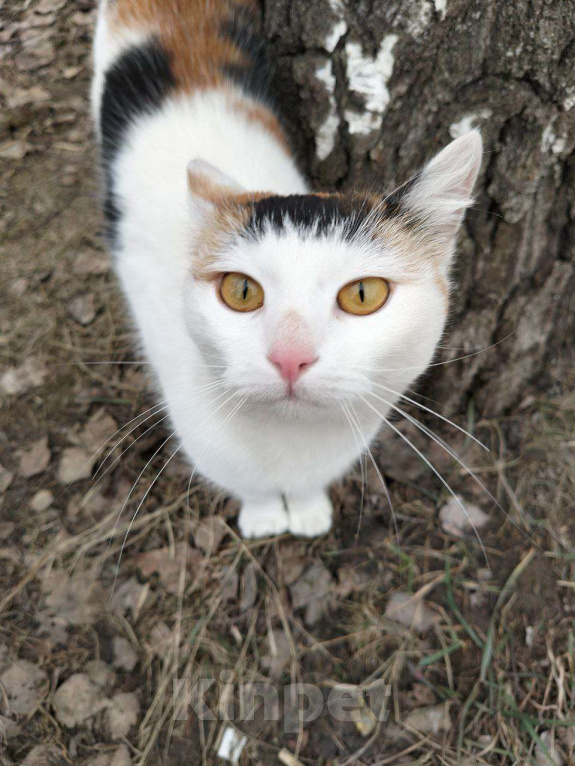 Кошки в Дмитрове: Кошечка с "чёлкой" ищет дом Девочка, Бесплатно - фото 1