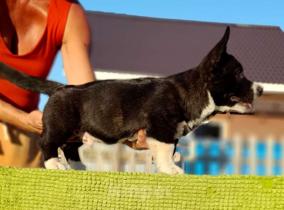 Собаки в Екатеринбурге: Корги кардиган щенки Мальчик, 55 000 руб. - фото 3