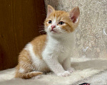 Кошки в Москве: Рыжие мальчишки. Котята 1,5 мес. в добрые руки. Мальчик, Бесплатно - фото 6