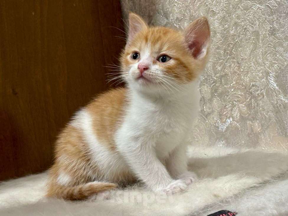 Кошки в Москве: Рыжие мальчишки. Котята 1,5 мес. в добрые руки. Мальчик, Бесплатно - фото 6