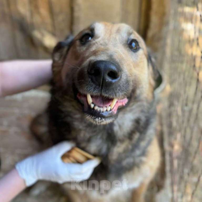 Собаки в Москве: Жорик голодает в приюте 💔 Его кормят всего два-три раза в неделю Мальчик, Бесплатно - фото 3